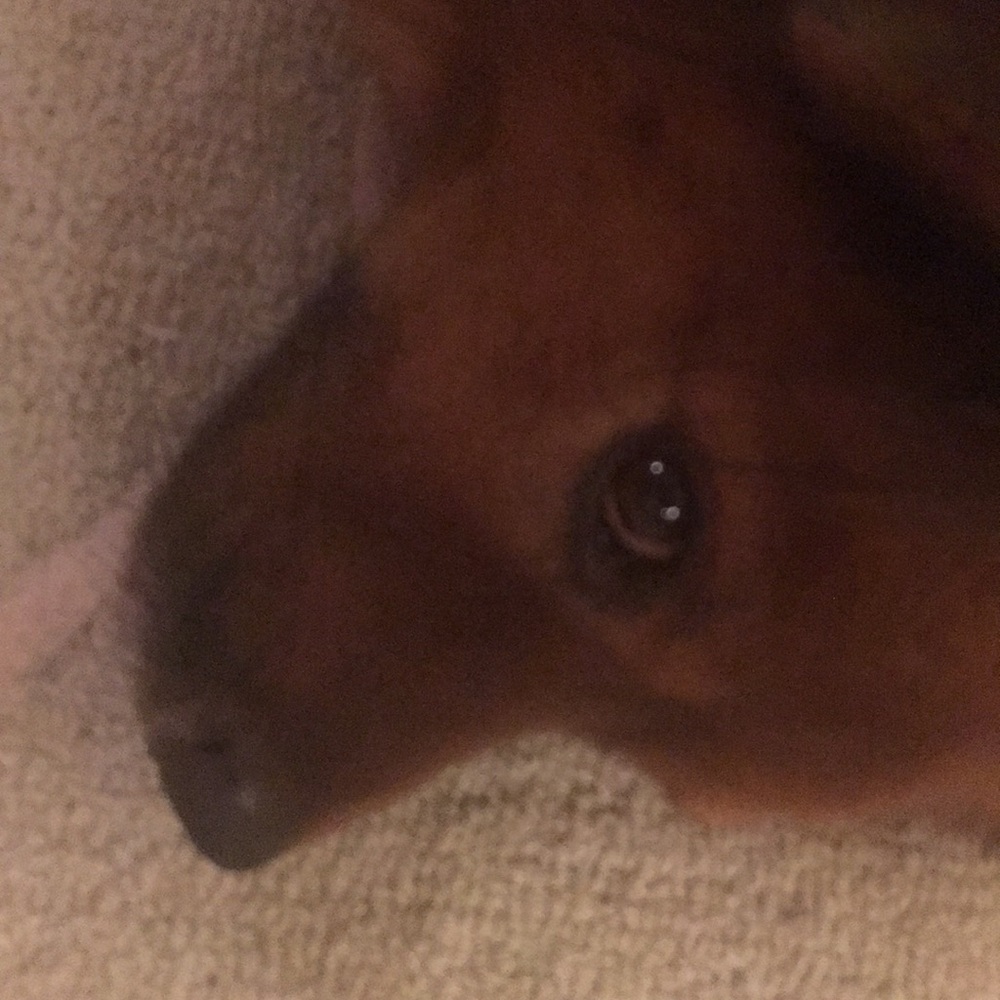 Meet your Posher, Tippi